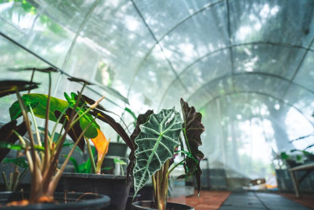 plant gardening in botanical greenhouse, grow with horticulture light, interior cultivation growing indoor glasses plantation, tropical foliage palm growth inside exotic cultivate