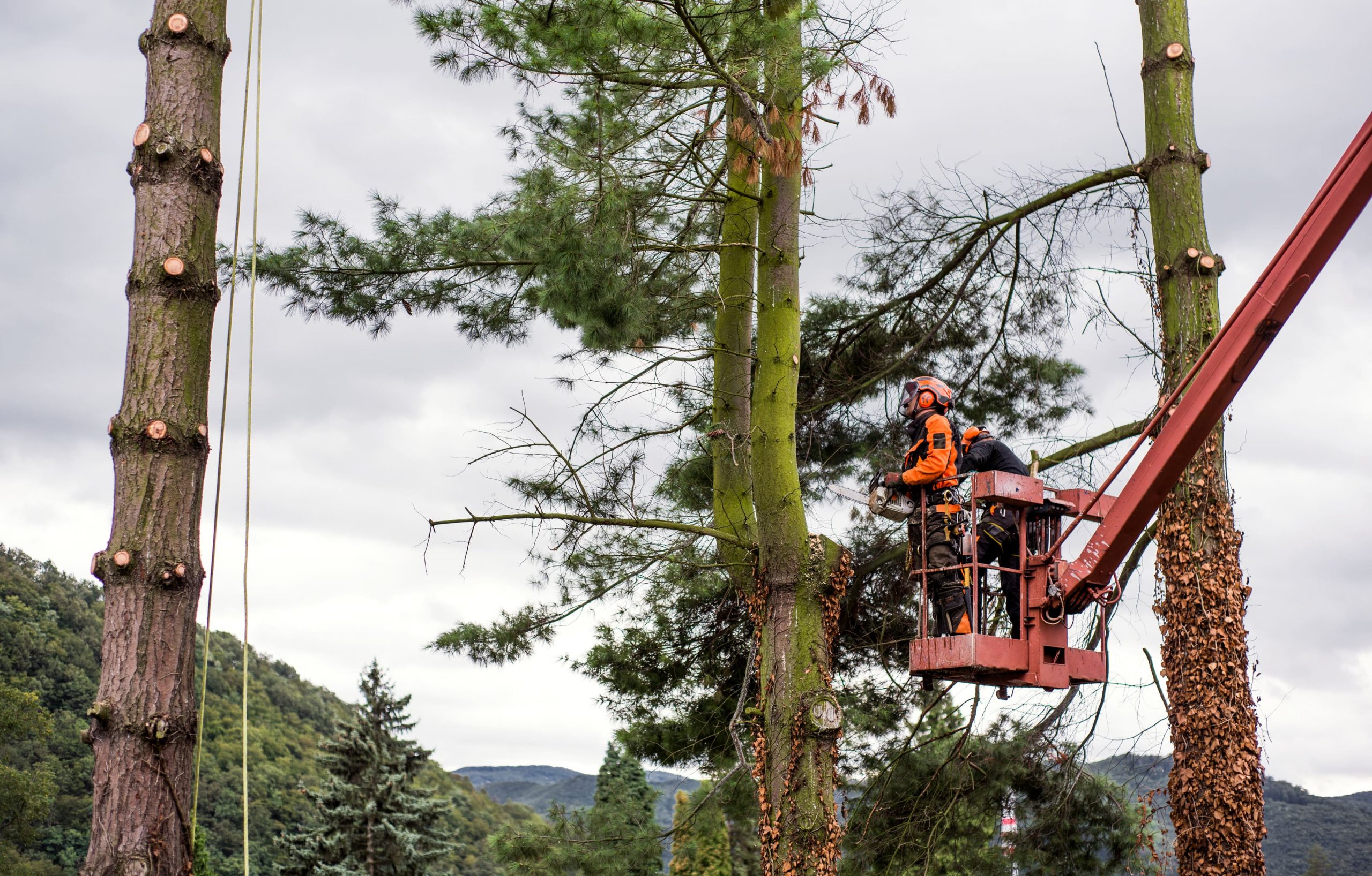 how-to-find-arborists-are-they-expensive-cost-per-hour-reports