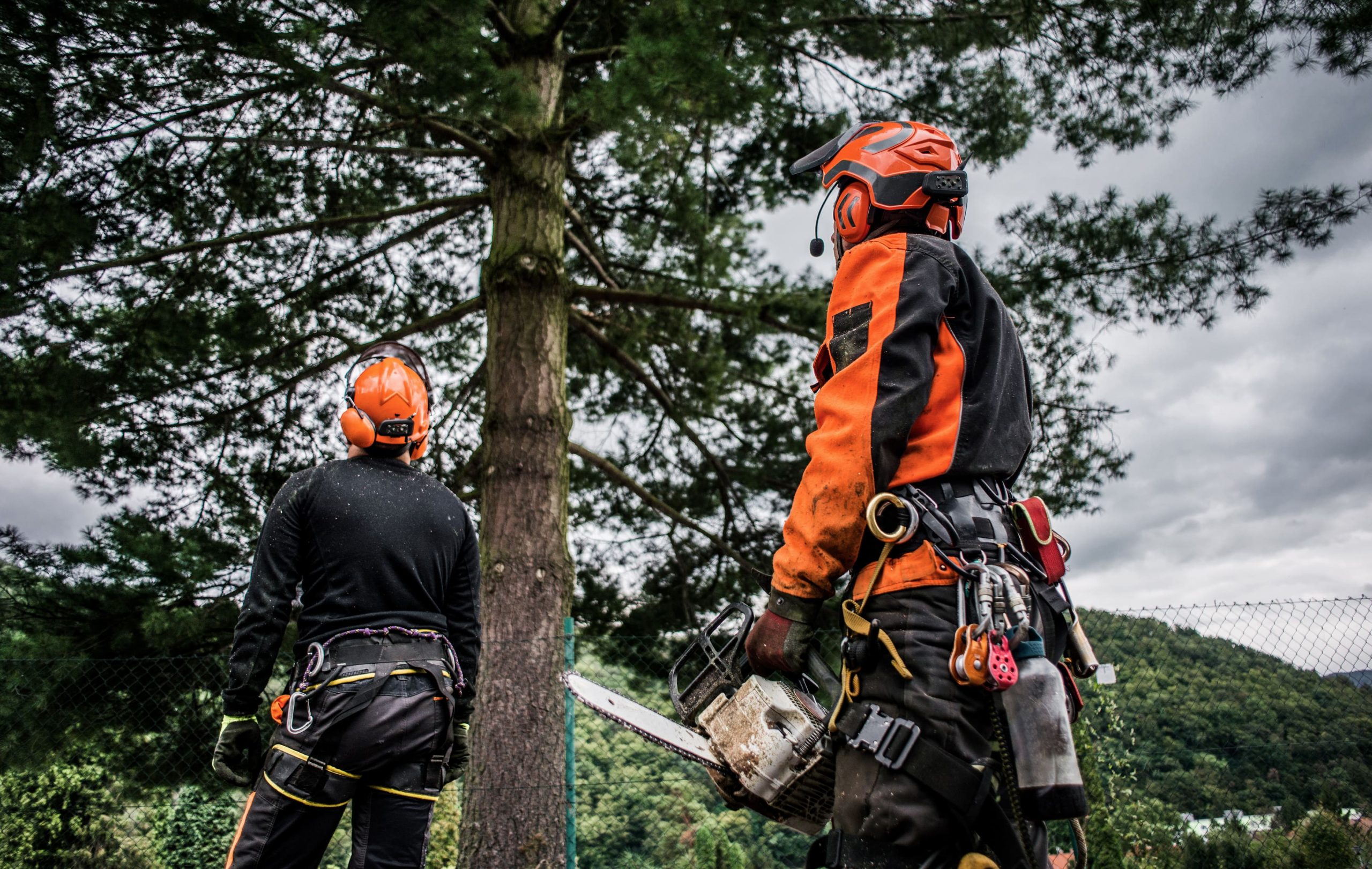 how-to-find-arborists-are-they-expensive-cost-per-hour-reports