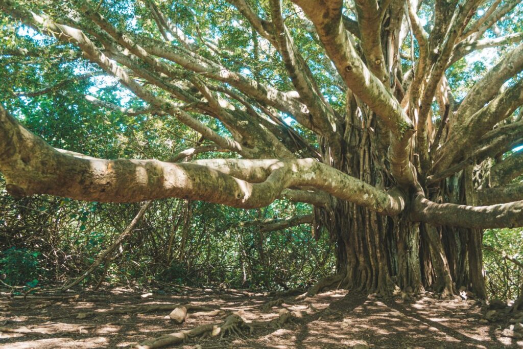 amazing banyan tree