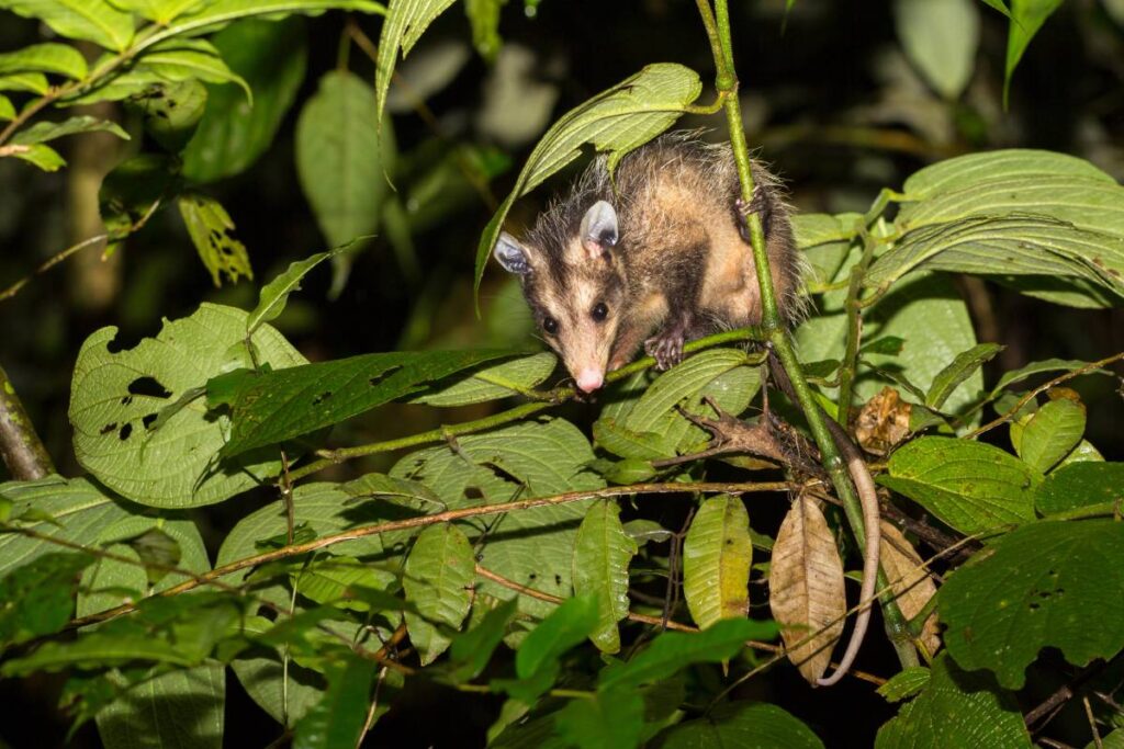 A nocturnal, Common opossum, Didelphus marsupialis, foraging at night in tropical rainforest. Prehensile tail curled around branch. Costa Rica