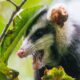 A selective of big-eared opossum (Didelphis aurita) from green leaves