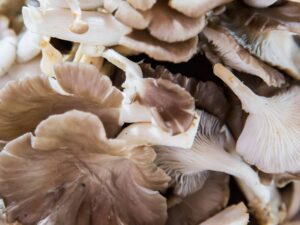 Oyster mushrooms on market