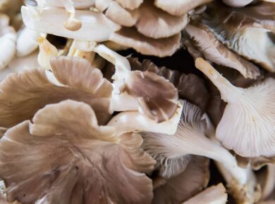 Oyster mushrooms on market