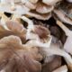 Oyster mushrooms on market