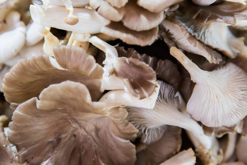 Oyster mushrooms on market