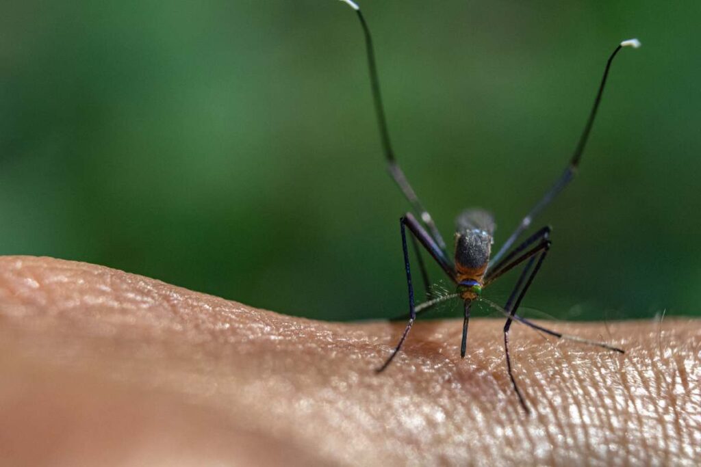 A macro shot of a mosquito on a person's hand