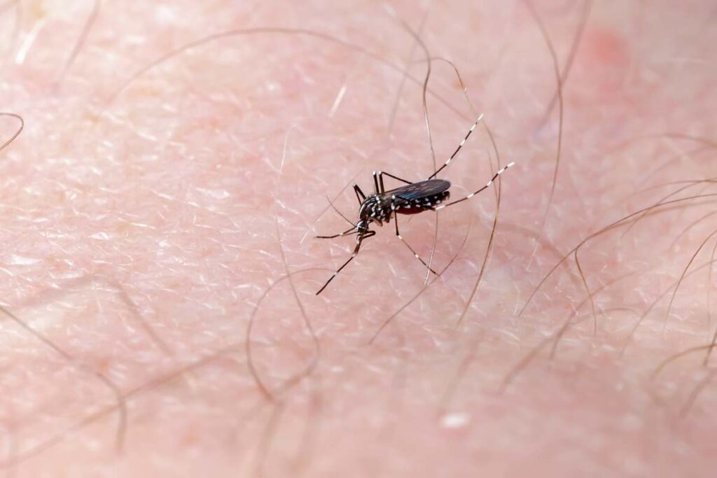 Asian Tiger Mosquito sucking blood on human skin (albopictus). Close