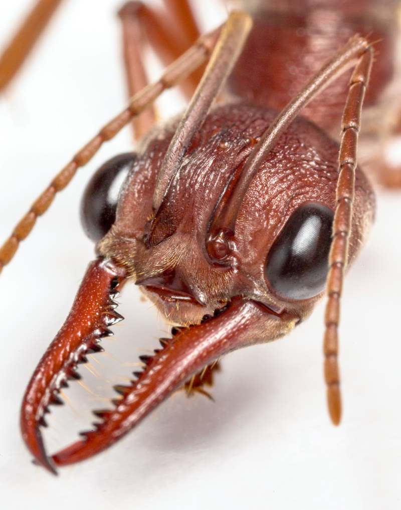 extreme closeup of queen bull ant, on a white background