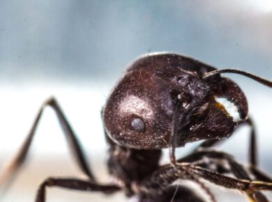 A macro shot of an ant with blurred background