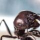 A macro shot of an ant with blurred background