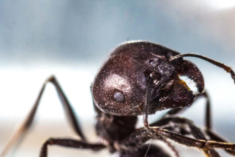 A macro shot of an ant with blurred background